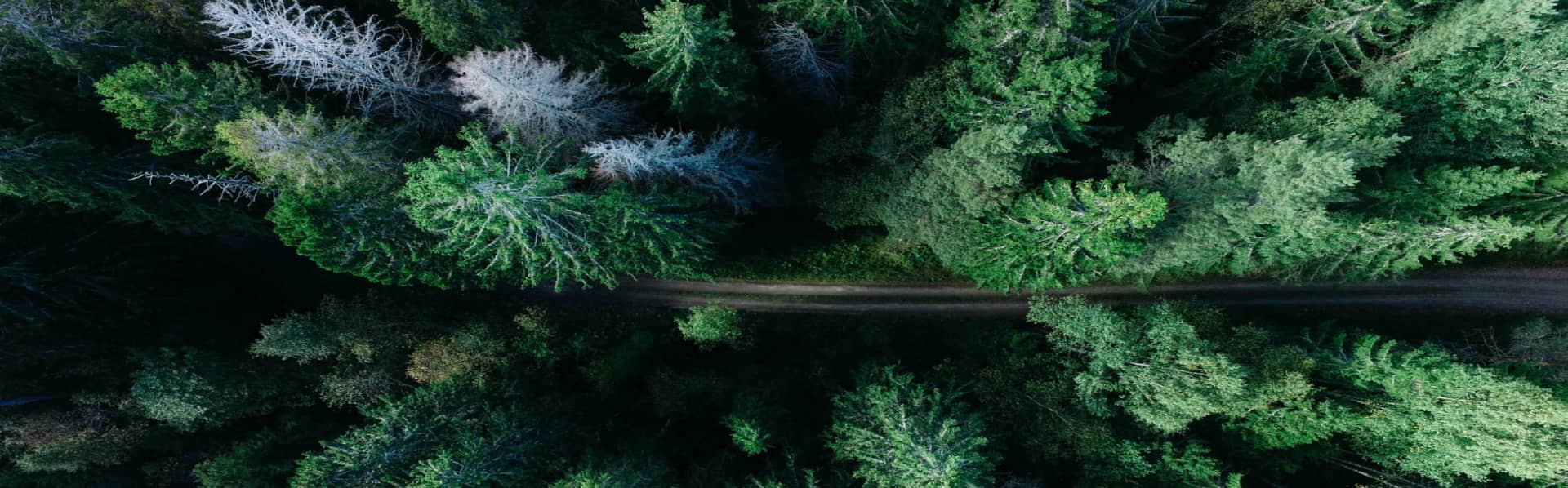 Forest canopy